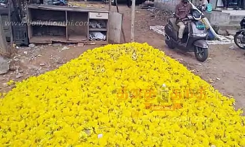 விலை வீழ்ச்சியால் குப்பையில் கொட்டப்பட்ட செண்டி பூக்கள்