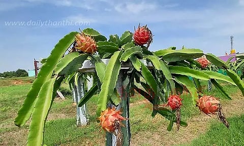 டிராகன் பழங்கள் சாகுபடியில் ஆர்வம் காட்டும் விவசாயிகள்