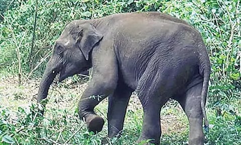 பவானிசாகர் அருகே அட்டகாசம் செய்து வரும்காட்டு யானையை தேடும் பணி தீவிரம்