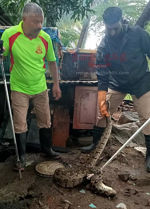 கோழியை விழுங்கிய மலைப்பாம்பு பிடிபட்டது