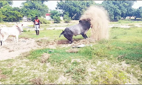 பொங்கல் பண்டிகையை முன்னிட்டு போட்டிக்கு தயாராகும் காளைகள்