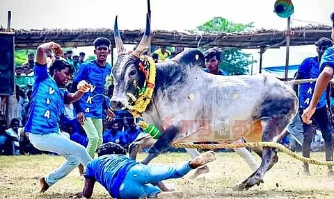 கொட்டாம்பட்டி அருகே கோவில் திருவிழாவை முன்னிட்டு வடமாடு மஞ்சுவிரட்டு- 7 பேர் காயம்