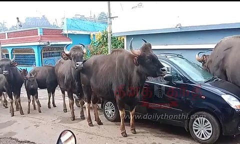 குடியிருப்புக்குள் புகுந்த காட்டெருமைகள்