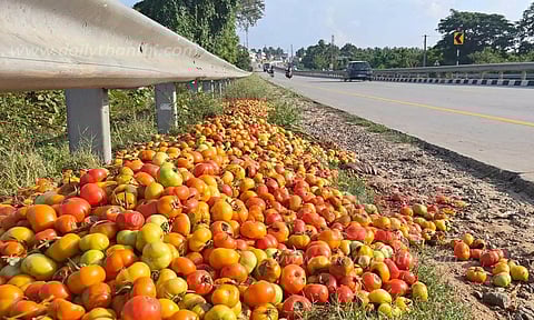 கடும் வெயிலால் செடிகளிலேயே அழுகிய தக்காளிகள்