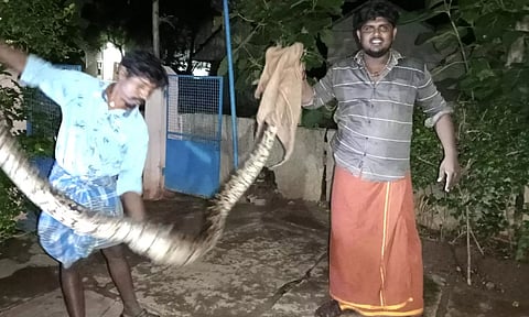 மலைப்பாம்பு பிடிபட்டது