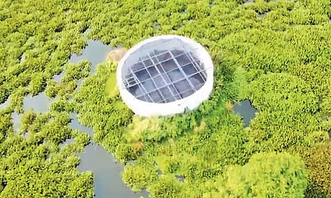 மாடம்பாக்கம் ஏரியில் கூட்டு குடிநீர் திட்ட கிணறுகளை சுற்றி படர்ந்துள்ள ஆகாய தாமரை செடிகள்