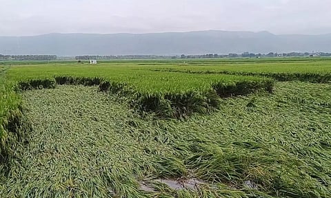 தொடர் மழைக்கு நெற்பயிர்கள் சேதம்