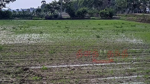 நேரடி நெல் விதைப்பு விவசாயிகள் மகிழ்ச்சி