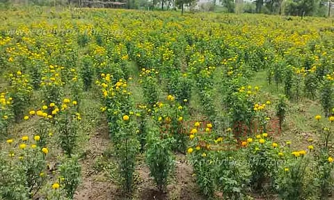 கேந்தி பூக்கள் விளைச்சல் அமோகம்