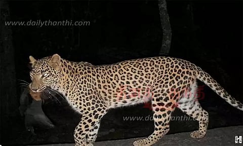 துமகூரு மாவட்டம் தேவராயனதுர்கா வனப்பகுதியில் வவ்வாலை வேட்டையாடிய சிறுத்தை