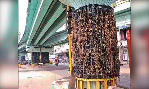 மேம்பாலங்களுக்கு கீழ் அமைக்கப்பட்டிருக்கும் செங்குத்து தோட்டங்கள் பராமரிப்பின்றி கருகும் அவலநிலை - உரிய நடவடிக்கை எடுக்கப்படுமா?