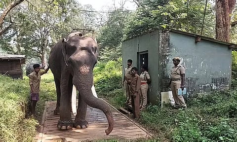வளர்ப்பு யானைகளின் உடல் எடை கணக்கெடுப்பு