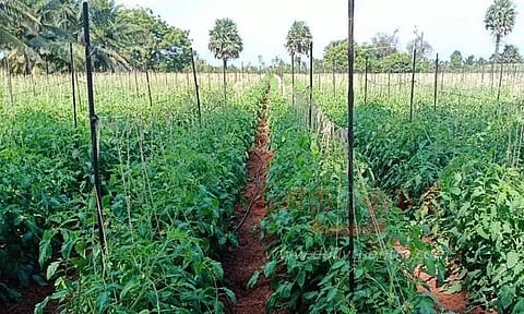 தக்காளி சாகுபடி பரப்பு குறைந்தது