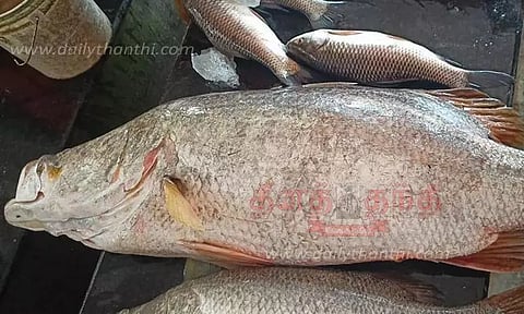 ஏனாம் மீனவர் வலையில் சிக்கிய அரிய வகை மீன்