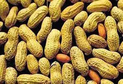 நிலக்கடலை ரூ.3¼ லட்சத்துக்கு ஏலம்