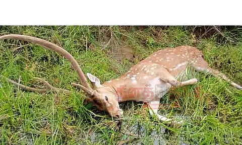 தெருநாய்கள் கடித்து குதறியதில் மான் பலி