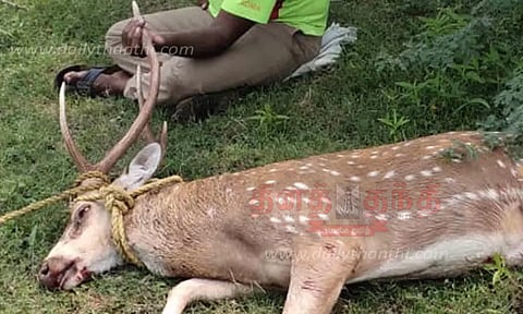 மதுரை டி.கல்லுப்பட்டி அருகே நாய்கள் கடித்து புள்ளிமான் சாவு