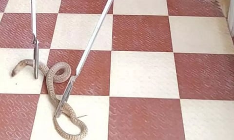 ஆசிரியர் வீட்டுக்குள் புகுந்த நல்ல பாம்பு