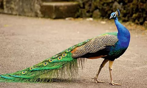 கோவையில் மர்மமான முறையில் இறந்து கிடந்த 33 மயில்கள்- வனத்துறையினர் விசாரணை