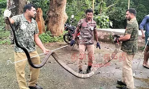 15 அடி நீள ராஜநாகம் பிடிபட்டது