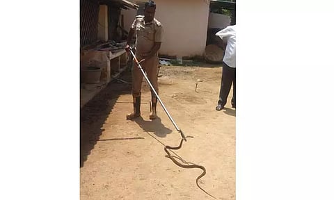 வீட்டிற்குள் புகுந்த 5 அடி நீள சாரை பாம்பு பிடிபட்டது