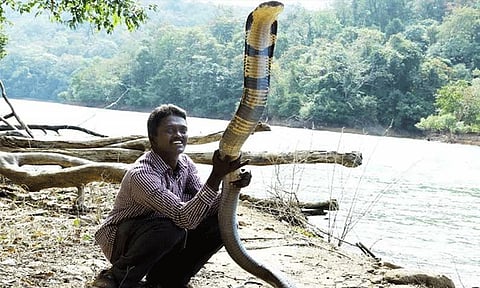 பிரபல பாம்பு பிடி வீரர் வாவா சுரேசுக்கு லைசென்ஸ் வழங்க கேரள வனத்துறை முடிவு!