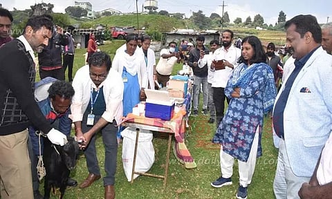 கால்நடைகளுக்கான சிறப்பு மருத்துவ முகாம்