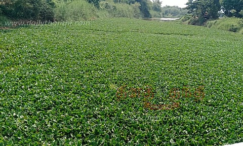 பழவாற்றில் ஆகாயத்தாமரைகளை அகற்ற வேண்டும்