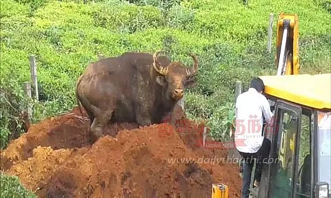 கிணற்றுக்குள் தவறி விழுந்த காட்டெருமை மீட்பு