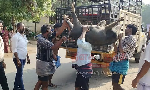 பொதுமக்களுக்கு இடையூறாக சுற்றித்திரிந்த பன்றிகள் பிடித்து அகற்றம்