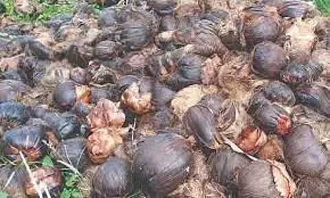 ஆயிரம் பனை விதைகள் நடும் நிகழ்ச்சி