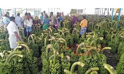 ஆயுதபூஜையை முன்னிட்டு ஏலக்கடைகளில் வாழைத்தார்கள் குவிந்தன