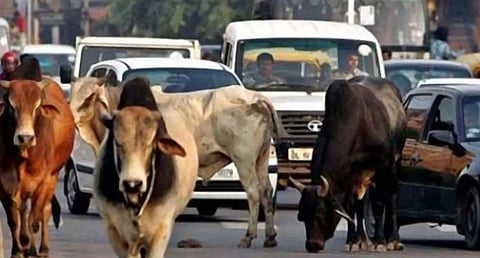 திருவல்லிக்கேணியில் மாடு முட்டி பெண் காயம் - ஒரே வாரத்தில் 2-வது சம்பவம்