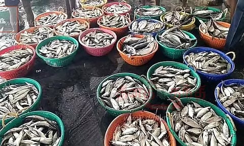 தூத்துக்குடியில் மீன்கள் விலை குறைந்தது