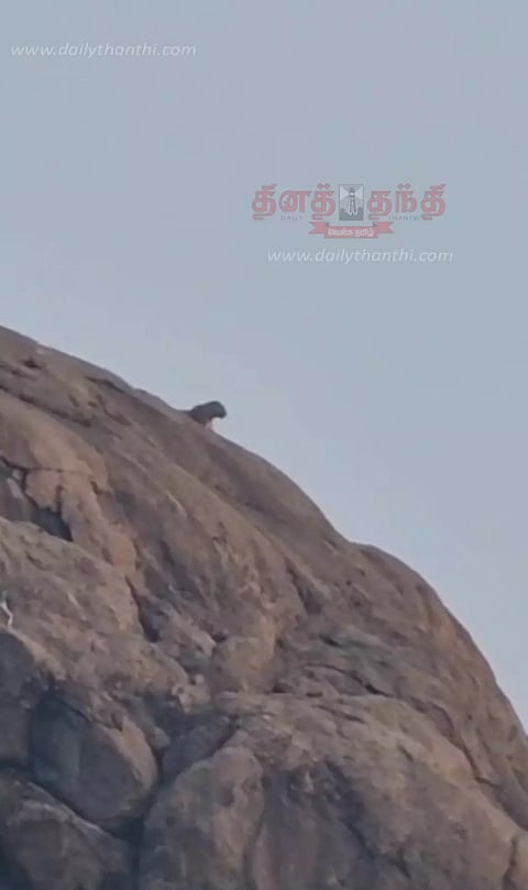 பாலக்கோடு அருகே கிராமத்துக்குள் புகுந்த சிறுத்தைப்புலியால் பொதுமக்கள் அச்சம் கூண்டு வைத்து பிடிக்க வனத்துறையினர் நடவடிக்கை