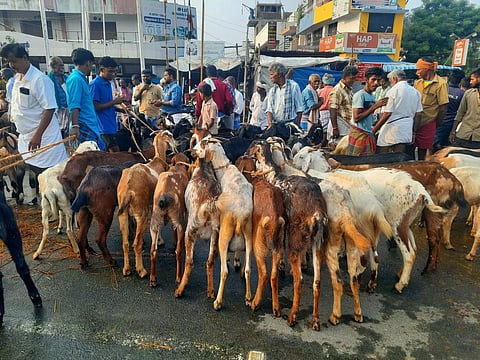 ஆடு, கோழி விலை வீழ்ச்சி