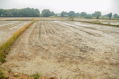 தண்ணீர் பற்றாக்குறையை சமாளிக்க நேரடி நெல் விதைப்புக்கு மாறும் விவசாயிகள்