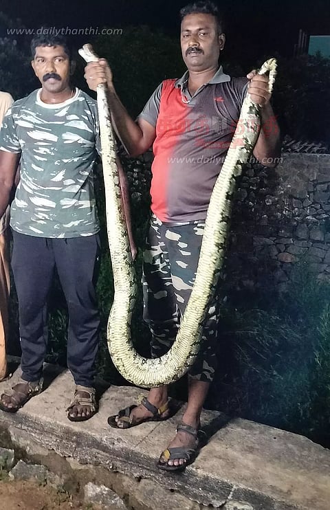 ஓடையில் மலைப்பாம்பு பிடிபட்டது