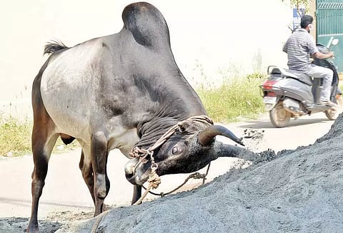 ரூ.24 லட்சத்திற்கு மாடுகள் விற்பனை