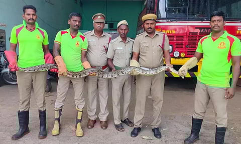 வத்தலக்குண்டு அருகே மாட்டு கொட்டகையில் பதுங்கியிருந்த மலைப்பாம்பு