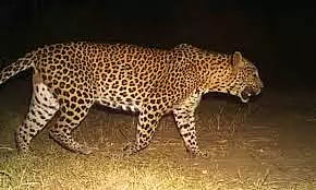 பாலக்கோடு அருகேசிறுத்தை நடமாட்டத்தை வனத்துறையினர் தீவிர கண்காணிப்பு