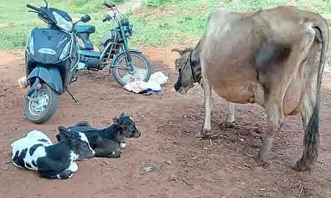 2 கன்றுகளை ஈன்ற பசு