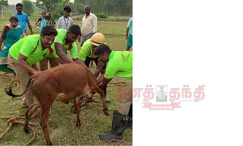 கிணற்றில் விழுந்த மாடு, ஆடு உயிருடன் மீட்பு