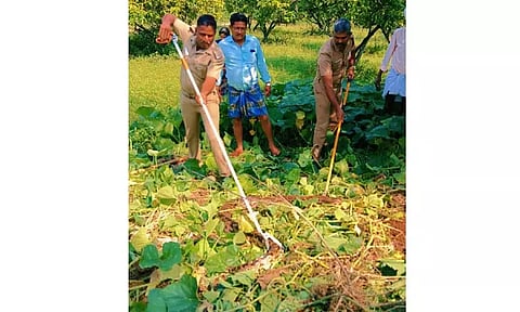 கோழியை விழுங்க வந்த 12 அடி நீள மலைப்பாம்பு பிடிபட்டது