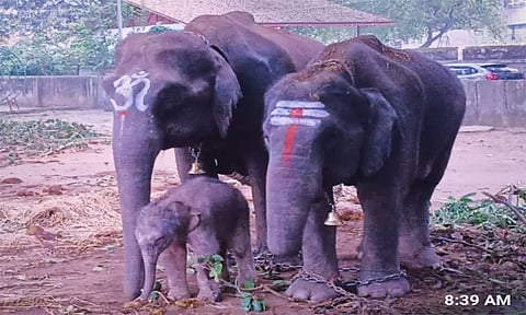 சிவமொக்கா தசரா விழாவில் பங்கேற்க வந்த யானை குட்டி ஈன்றது