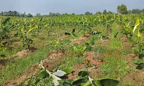 களக்காடு அருகே காட்டுப்பன்றிகள் அட்டகாசம்