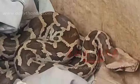 கோவில் வளாகத்தில் அட்டைபெட்டிக்குள் பதுங்கிய மலைப்பாம்பு