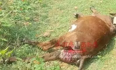 கன்றுக்குட்டியை கடித்து குதறிய சிறுத்தைப்புலி