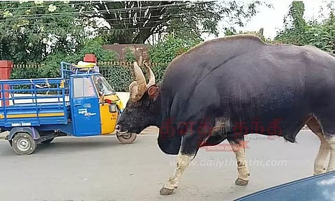 சாலையில் ஒய்யார நடை போட்ட காட்டெருமை