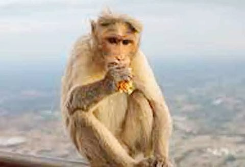 சுற்றித்திரியும் குரங்குகள்